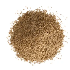Schattenrasen 0,3 kg für ca.15 m²