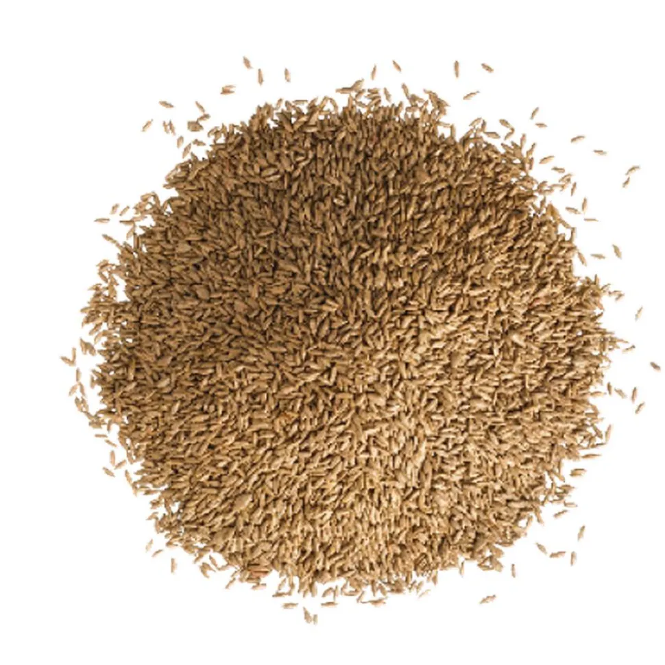 Schattenrasen 0,3 kg für ca.15 m²