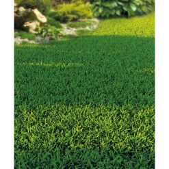 Schattenrasen 0,3 kg für ca.15 m²