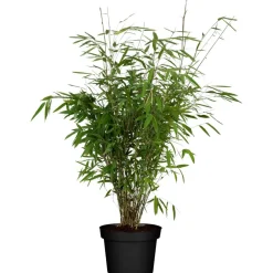 Schirmbambus 23 cm Topf