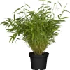 Schirmbambus 14 cm Topf