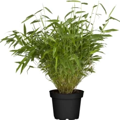 Schirmbambus 14 cm Topf