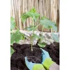 Schlangengurke 'Midios' & 'Gambit®' 12 cm Topf, 2er-Set