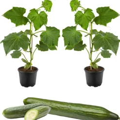 Schlangengurke 'Midios' & 'Gambit®' 12 cm Topf, 2er-Set