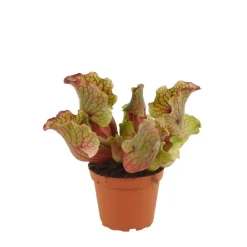 Schlauchpflanze, 12 cm Topf