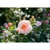 Schlossrosen verschiedene Sorten 19 cm Topf