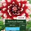 Schmuck-Dahlie 'Dahlia Duet', 1 Stück, rot-weiß