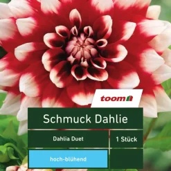 Schmuck-Dahlie 'Dahlia Duet', 1 Stück, rot-weiß