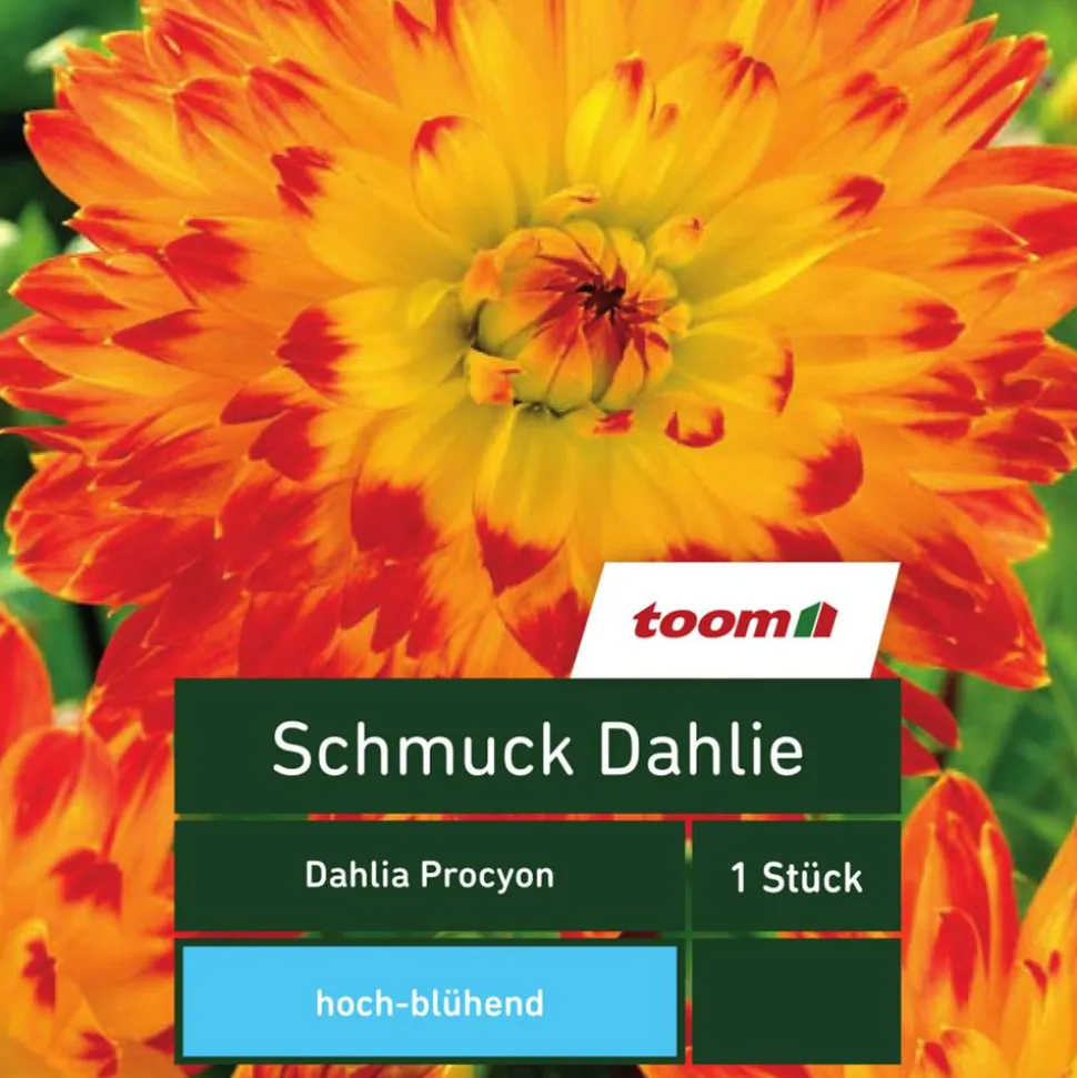 Schmuck-Dahlie 'Dahlia Procyon', 1 Stück, gelb-rot