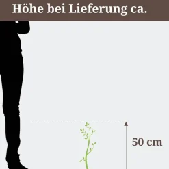 Schneeballhortensie 'Annabelle' Strauch 19 cm Topf