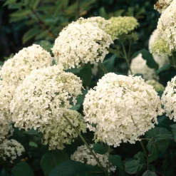 Schneeballhortensie 'Annabelle' Strauch 19 cm Topf