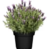 Schopflavendel 17 cm Topf