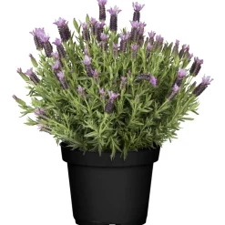 Schopflavendel 17 cm Topf