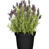 Schopflavendel 'Anouk' 15 cm Topf