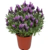 Schopf-Lavendel blau 18 cm Topf
