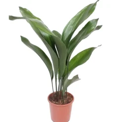 Schusterpalme 70 cm, 17 cm Topf