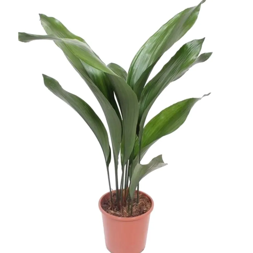 Schusterpalme 70 cm, 17 cm Topf