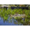 Schwimmpflanzen, 17 cm Topf