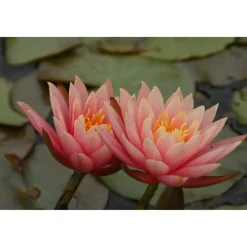 Seerose 'Aurora' 11x11 cm Topf