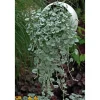 Silberregen "Silver Falls" 3er Set, 10,5 cm Topf