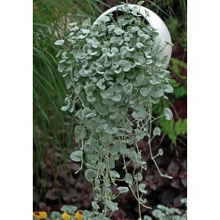 Silberregen "Silver Falls" 3er Set, 10,5 cm Topf