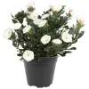 Silberwinde weiß 17 bcm Topf