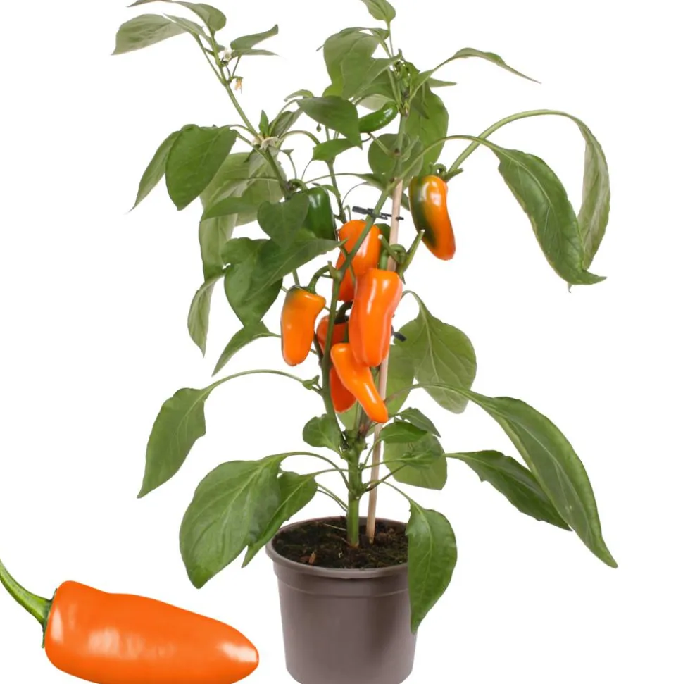 Snack-Paprika mit Früchten, orange, 14 cm Topf