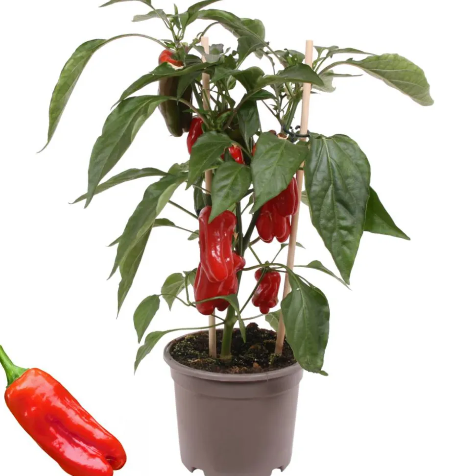 Snack-Paprika mit Früchten, rot, 14 cm Topf
