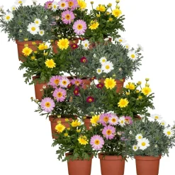 Sommer-Margerite Farbmix 10,5 cm Topf, 12er-Set