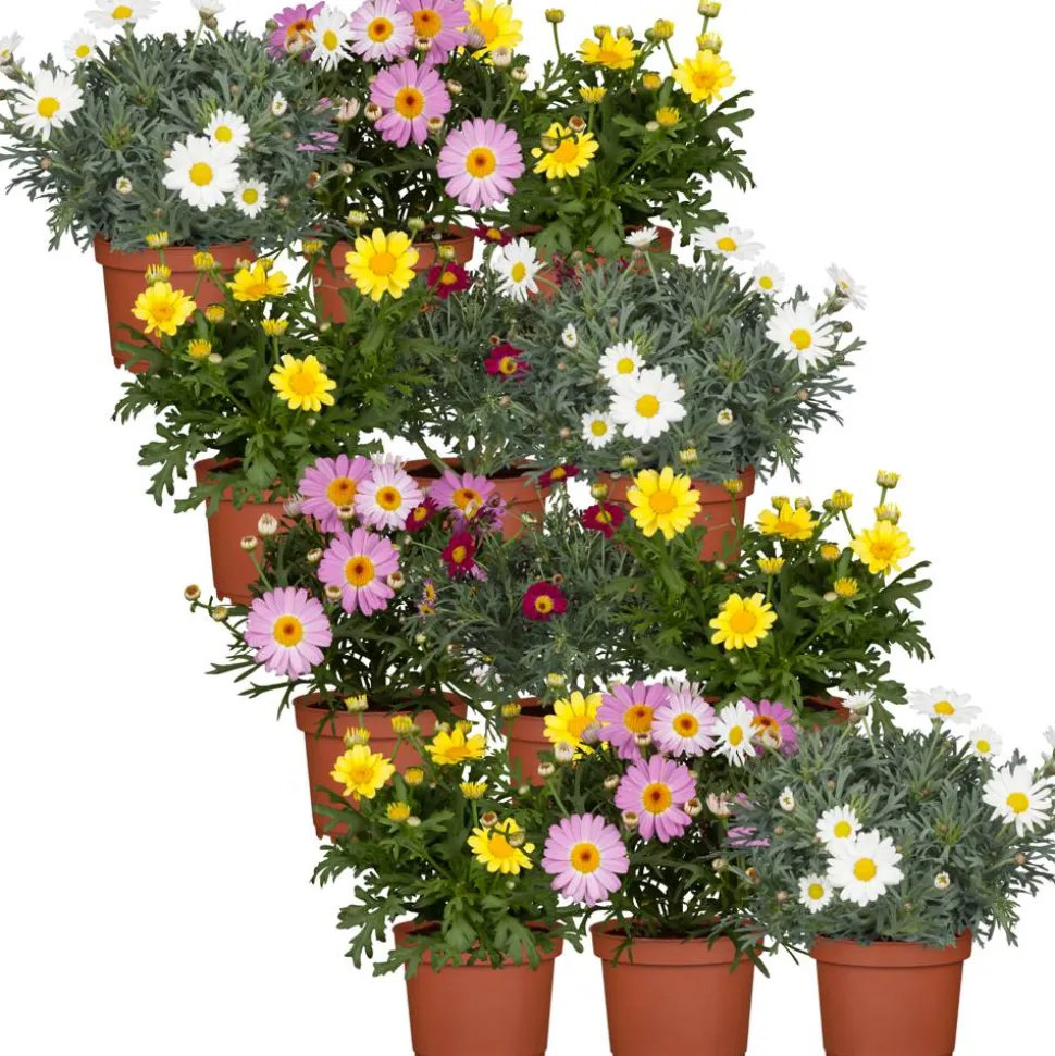 Sommer-Margerite Farbmix 10,5 cm Topf, 12er-Set