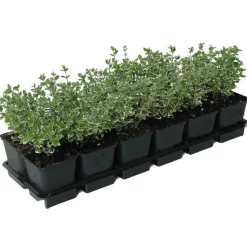 Spindelstrauch 'Emerald Gaiety' 9 cm Topf, 12er-Set