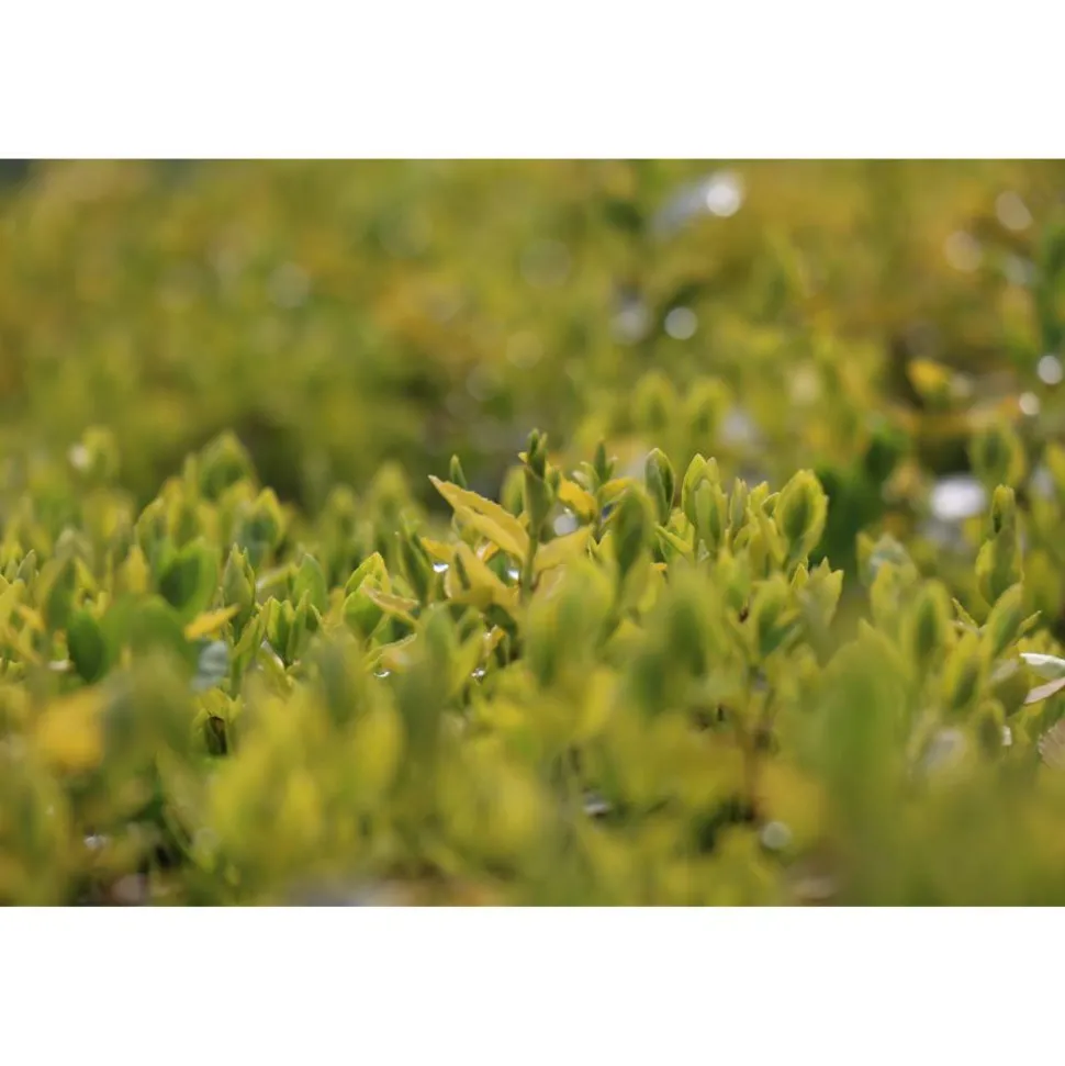 Spindelstrauch 'Emerald Gold' 9 cm Topf, 12er-Set