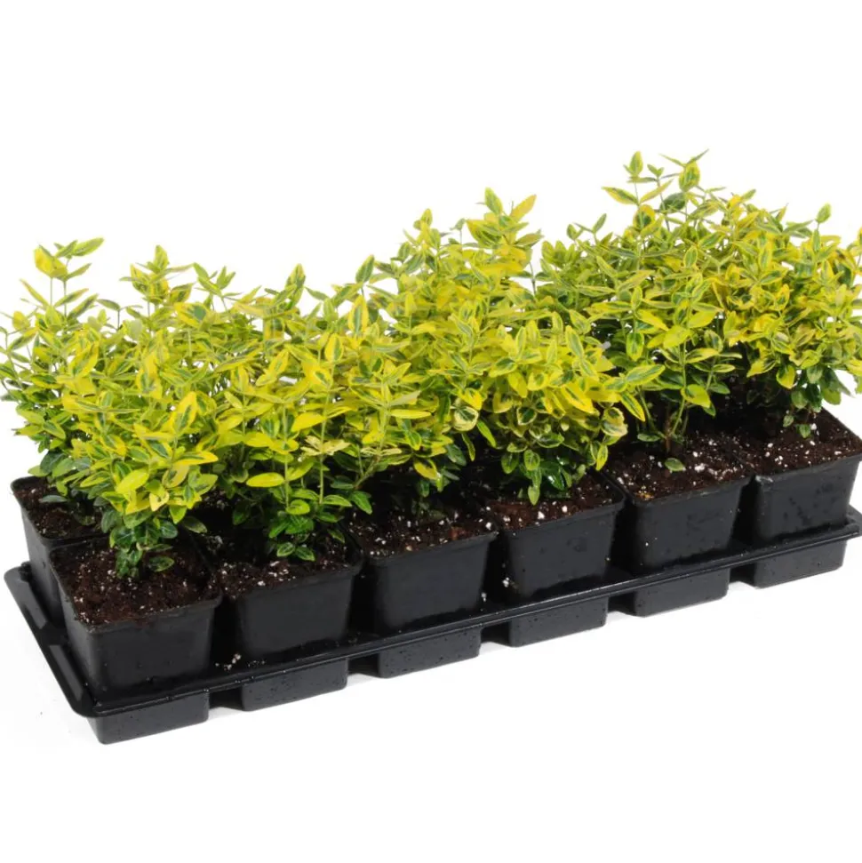 Spindelstrauch 'Emerald Gold' 9 cm Topf, 12er-Set