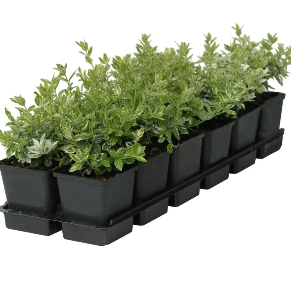 Spindelstrauch 'Harlequin' 9 cm Topf, 12er-Set