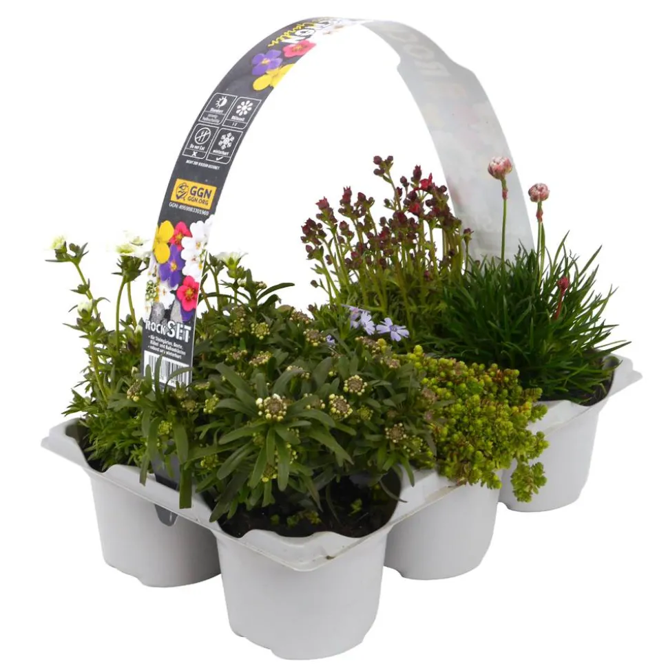 Stauden 'Rock Collection®' 6er-Tray