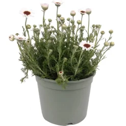 Stauden verschiedene Sorten 17 cm Topf