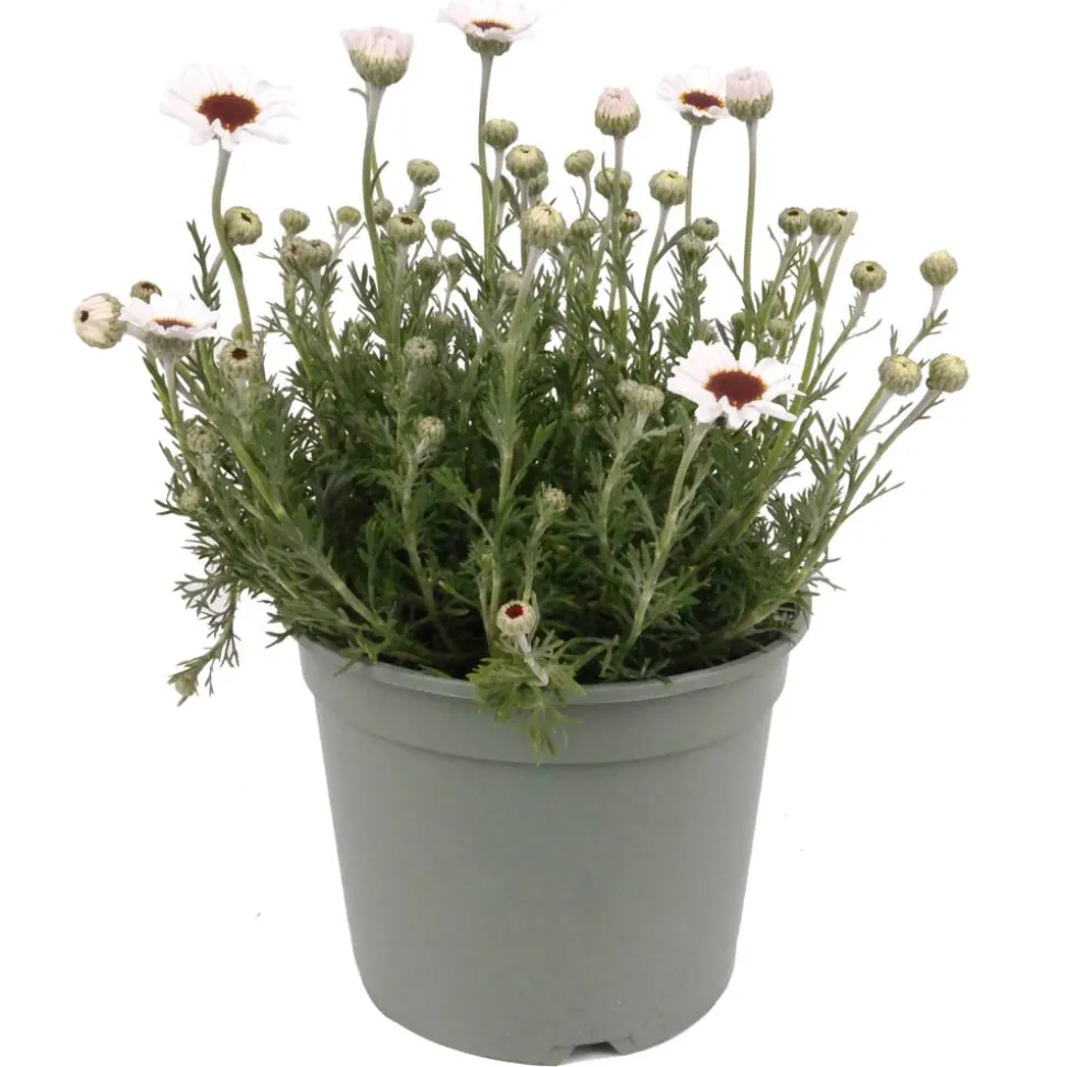 Stauden verschiedene Sorten 17 cm Topf