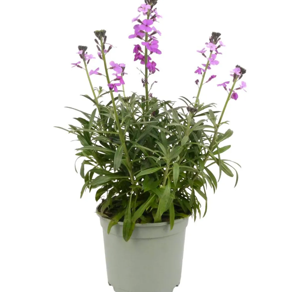 Stauden verschiedene Sorten 17 cm Topf