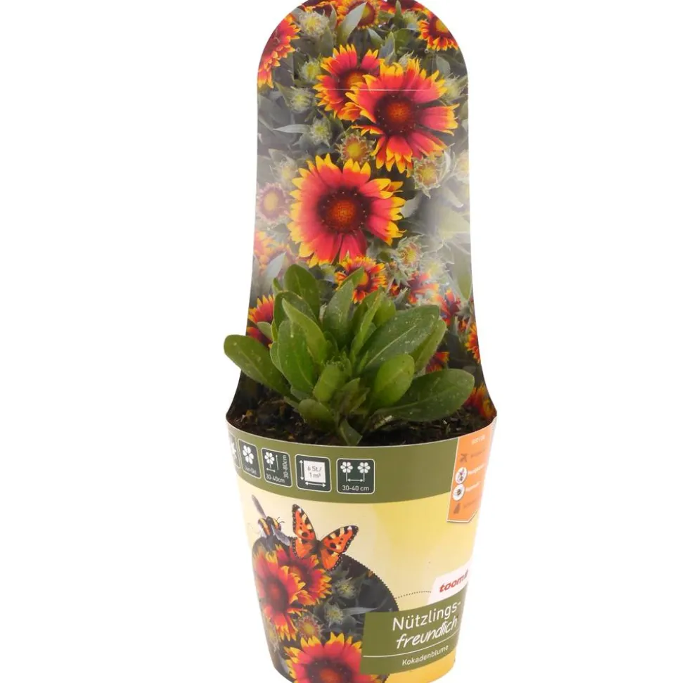 Stauden-Mix nützlingsfreundlich 13 cm Topf