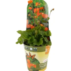 Stauden-Mix nützlingsfreundlich 13 cm Topf