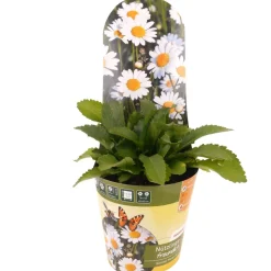 Stauden-Mix nützlingsfreundlich 13 cm Topf