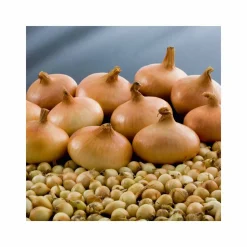 Steckzwiebeln "Stuttgarter Riesen" 500 g