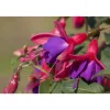 Stehende Fuchsie rot-violett 12 cm Topf, 2er-Set