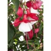 Stehende Fuchsie rot-weiß 12 cm Topf, 2er-Set