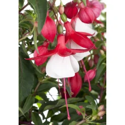 Stehende Fuchsie rot-weiß 12 cm Topf, 2er-Set
