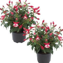 Stehende Fuchsie rot-weiß 12 cm Topf, 2er-Set