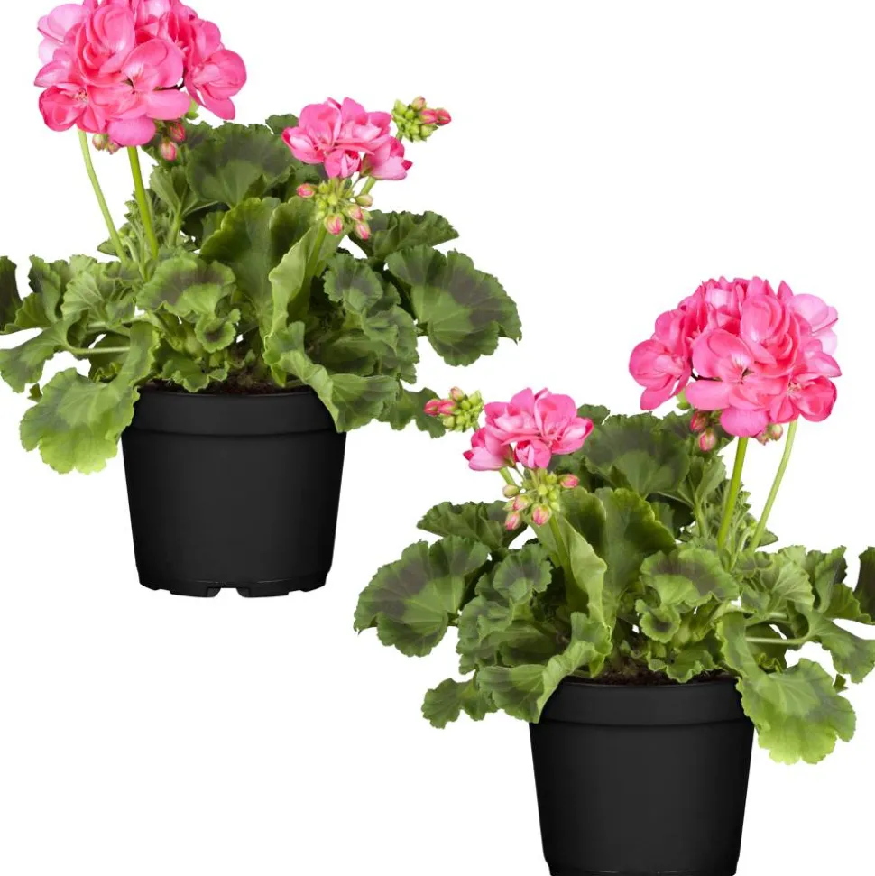Stehende Geranie rosa 12 cm Topf, 2er-Set