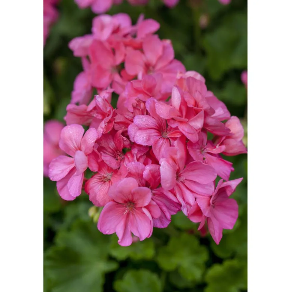 Stehende Geranie rosa 12 cm Topf, 2er-Set