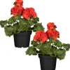 Stehende Geranie rot 12 cm Topf, 2er-Set