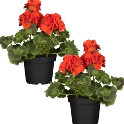 Stehende Geranie rot 12 cm Topf, 2er-Set